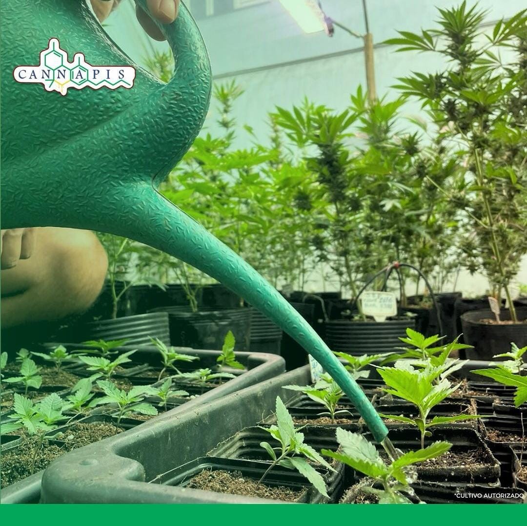 Irrigação de mudas de Cannabis