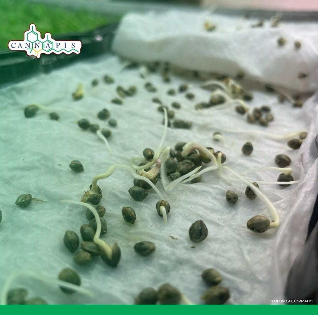 Sementes de Cannabis germinando