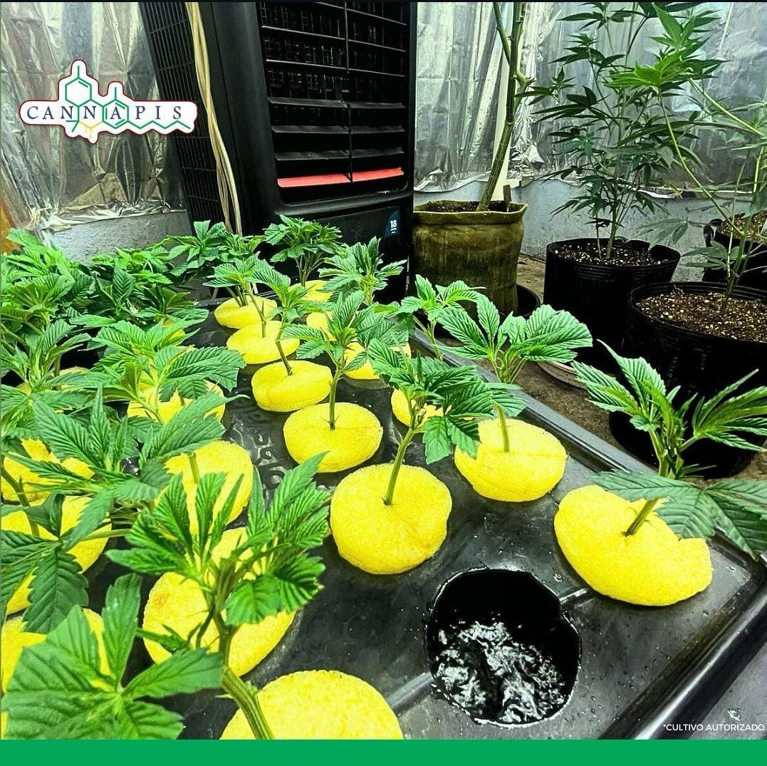 Mudas de Cannabis em sistema hidropônico